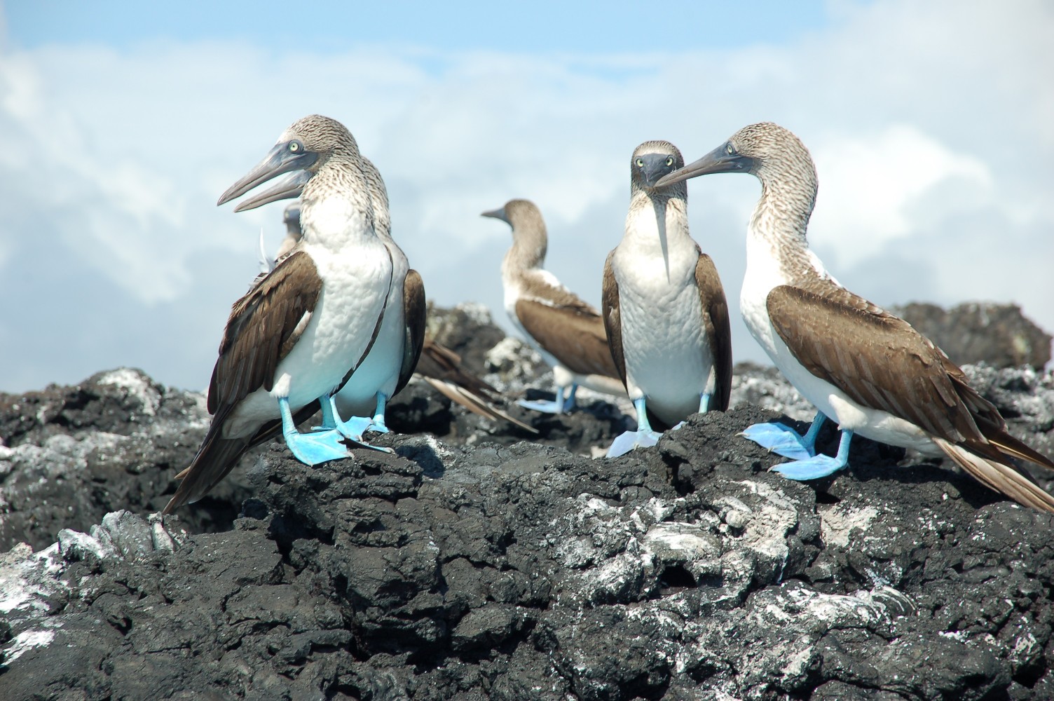 Blaufußtölpel-Galapagos