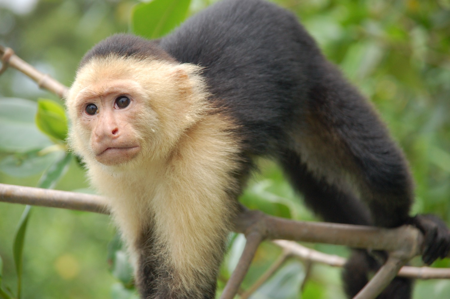 Kapuzineraffe- Costa Rica