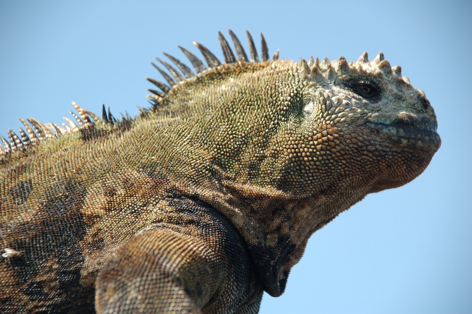 Leguan-Galapagos