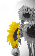 sonneblume