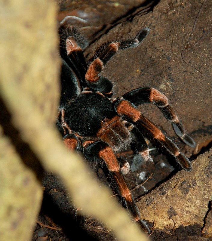Vogelspinne-Costa Rica